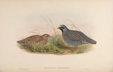 Malacoturnix superciliosus